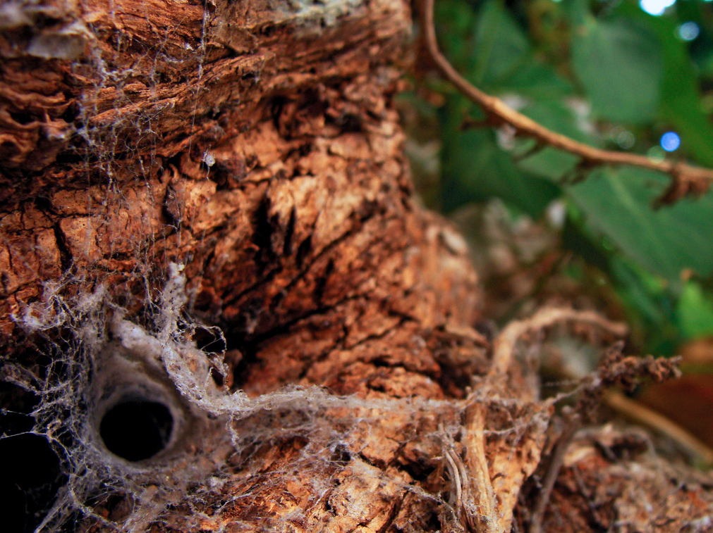 Un incipit al giorno: Italo Calvino, Il sentiero dei nidi di ragno